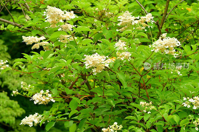 绣球花/圆锥花序绣球花